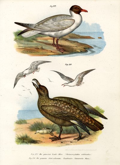 Common Black-headed Gull by German School